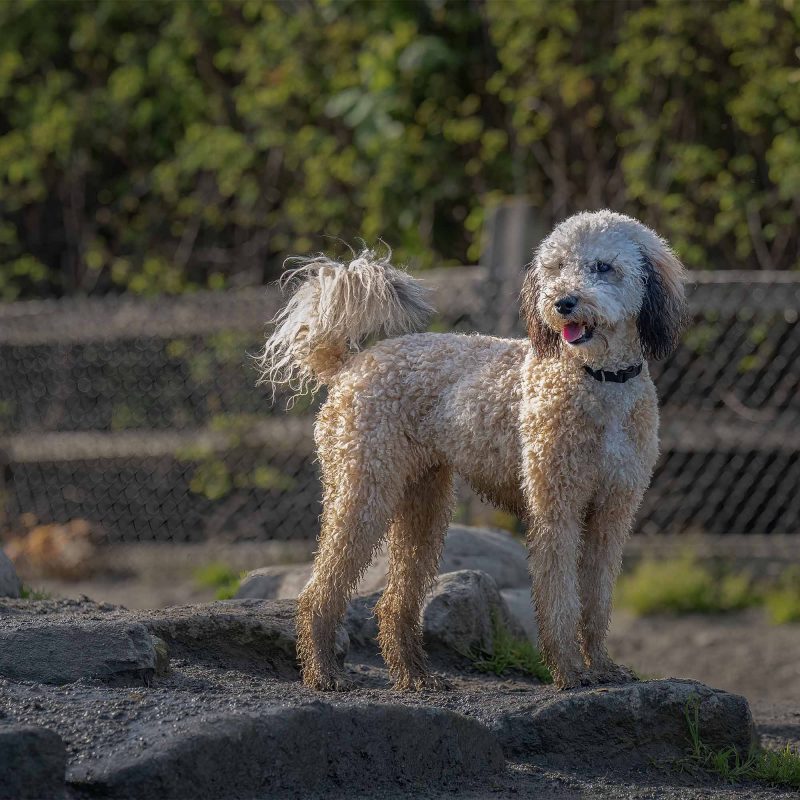 dog park admission pricing